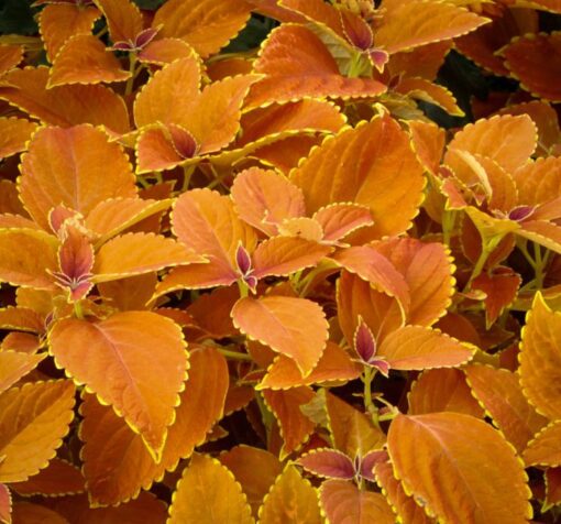 turuncu yaprak guzeli 2 cicek tohumlari 10.02.2022 5b19c9e – Çiçek Tohumları