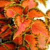 turuncu yaprak guzeli 3 cicek tohumlari 10.02.2022 01d1ff6 – Çiçek Tohumları