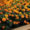 uzun turuncu kadife cicegi 3 cicek tohumlari 19.02.2022 211ecd7 – Çiçek Tohumları