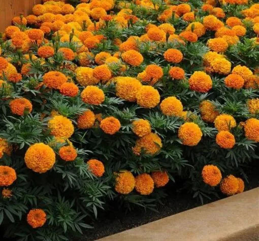uzun turuncu kadife cicegi 3 cicek tohumlari 19.02.2022 211ecd7 - Çiçek Tohumları