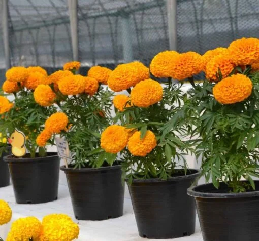 uzun turuncu kadife cicegi 4 cicek tohumlari 19.02.2022 b05c4fc - Çiçek Tohumları