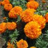 uzun turuncu kadife cicegi 5 cicek tohumlari 19.02.2022 744cabe – Çiçek Tohumları