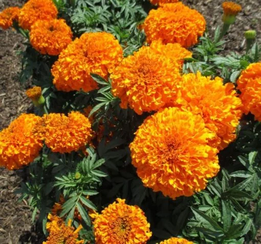 uzun turuncu kadife cicegi 5 cicek tohumlari 19.02.2022 744cabe - Çiçek Tohumları
