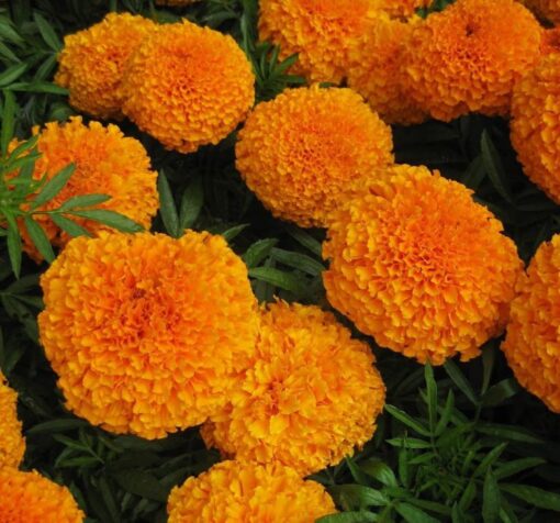 uzun turuncu kadife cicegi cicek tohumlari 19.02.2022 79aa086 – Çiçek Tohumları