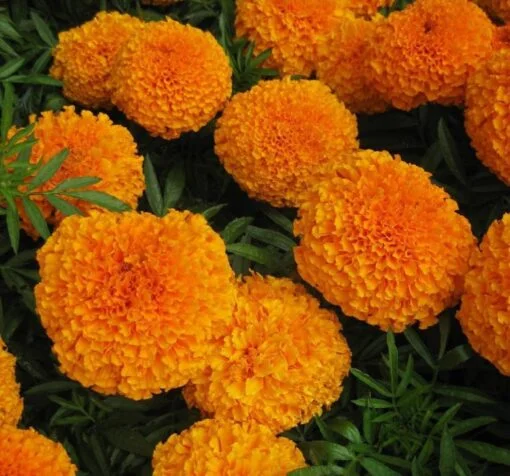 uzun turuncu kadife cicegi cicek tohumlari 19.02.2022 79aa086 - Çiçek Tohumları