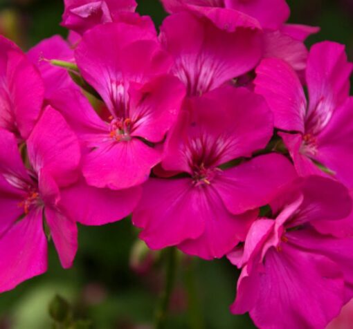 violet gul sardunya 4 cicek tohumlari 14.02.2022 68eb5e5 – Çiçek Tohumları