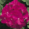 violet gul sardunya cicek tohumlari 14.02.2022 5031737 – Çiçek Tohumları