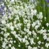 beyaz lavanta 2 cicek tohumlari 24.03.2022 4fb7029 – Çiçek Tohumları