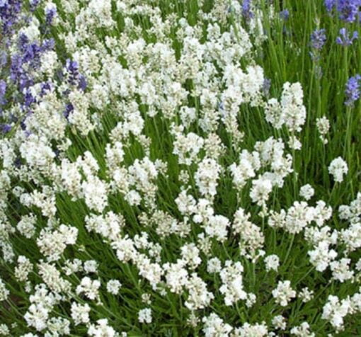 beyaz lavanta 2 cicek tohumlari 24.03.2022 4fb7029 – Çiçek Tohumları
