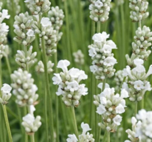 beyaz lavanta 3 cicek tohumlari 24.03.2022 5ae63b1 – Çiçek Tohumları
