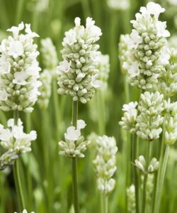 beyaz lavanta cicek tohumlari 24.03.2022 0caef45 – Çiçek Tohumları