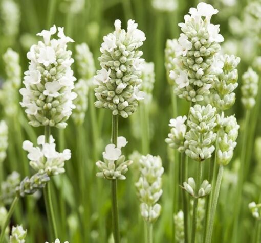 beyaz lavanta cicek tohumlari 24.03.2022 0caef45 – Çiçek Tohumları