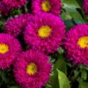 gul rengi kasimpati f1 tohumu 1 cicek tohumlari 12.03.2022 8bfcc10 – Çiçek Tohumları