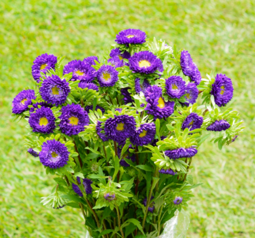 mavi kasimpati f1 tohumu 2 cicek tohumlari 12.03.2022 94146e2 – Çiçek Tohumları