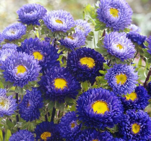 mavi kasimpati f1 tohumu 2 cicek tohumlari 12.03.2022 f74866b – Çiçek Tohumları