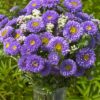 mavi kasimpati f1 tohumu 4 cicek tohumlari 12.03.2022 8e34479 – Çiçek Tohumları