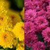 sari kasimpati f1 tohumu 3 cicek tohumlari 12.03.2022 ce3aa9d – Çiçek Tohumları