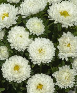white rengi kasimpati f1 tohumu 1 cicek tohumlari 12.03.2022 b6e7d23 – Çiçek Tohumları