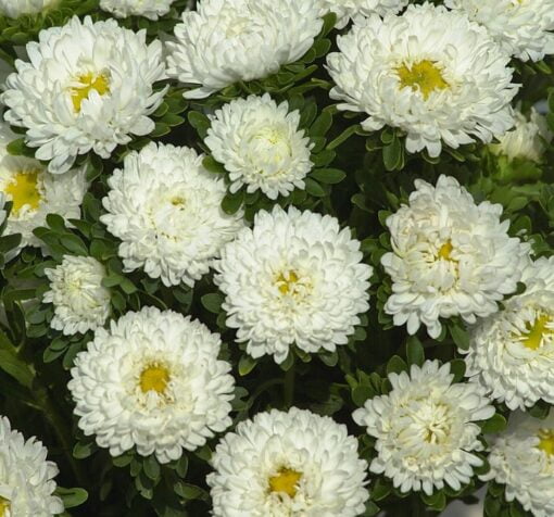 white rengi kasimpati f1 tohumu 1 cicek tohumlari 12.03.2022 b6e7d23 – Çiçek Tohumları