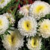 white rengi kasimpati f1 tohumu 2 cicek tohumlari 12.03.2022 4d512ff – Çiçek Tohumları