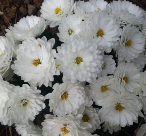 white rengi kasimpati f1 tohumu 3 cicek tohumlari 12.03.2022 aebae03 – Çiçek Tohumları
