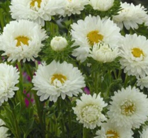 white rengi kasimpati f1 tohumu 4 cicek tohumlari 12.03.2022 8270ac8 – Çiçek Tohumları