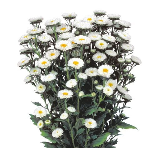 white rengi kasimpati f1 tohumu cicek tohumlari 12.03.2022 f142390 – Çiçek Tohumları