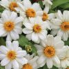 zinnia beyaz 2 cicek tohumlari 23.03.2022 401bf35 – Çiçek Tohumları