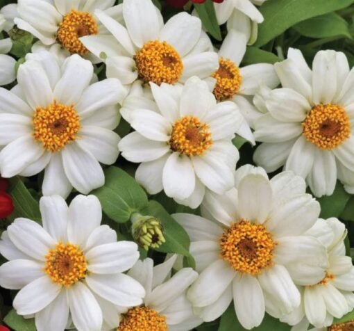 zinnia beyaz 2 cicek tohumlari 23.03.2022 401bf35 – Çiçek Tohumları