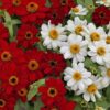 zinnia beyaz 3 cicek tohumlari 23.03.2022 fa8c715 – Çiçek Tohumları