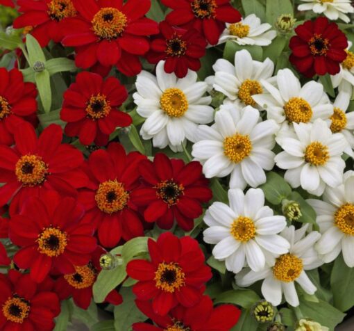 zinnia beyaz 3 cicek tohumlari 23.03.2022 fa8c715 – Çiçek Tohumları