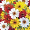 zinnia beyaz 4 cicek tohumlari 23.03.2022 1d9a906 – Çiçek Tohumları