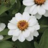 zinnia beyaz cicek tohumlari 23.03.2022 e234ae2 – Çiçek Tohumları