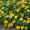 zinnia sari 1 cicek tohumlari 23.03.2022 83b3886 – Çiçek Tohumları
