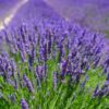 mavi lavanta cicek tohumlari 18.05.2022 b040a90 – Çiçek Tohumları