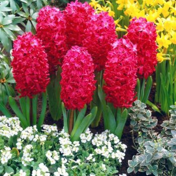 Kırmızı Sümbül - Özel Seri ( 1 Soğan )