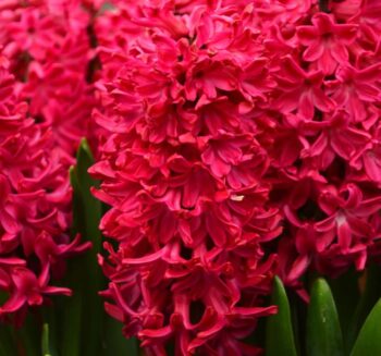 Alternative view of Kırmızı Sümbül - Özel Seri ( 1 Soğan )