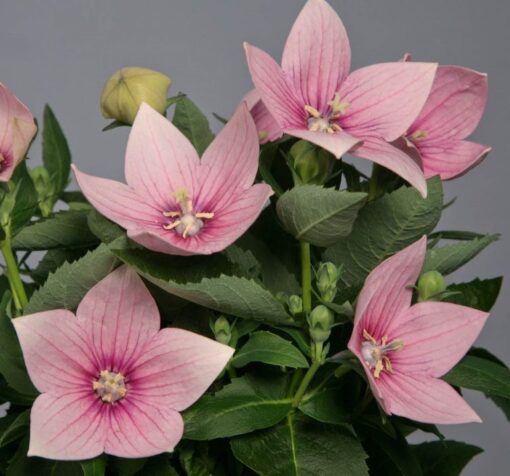 balon astra pink 2 cicek tohumlari 04.02.2023 7e3e96b - Çiçek Tohumları