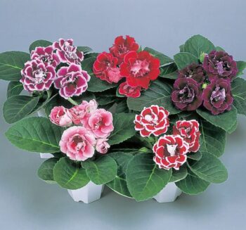 Alternative view of Bardak Menekşesi Tohumu ( Katmerli Büyük Çiçek ) Karışık Renkli - 8 Tohum