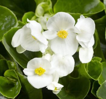 Alternative view of Şeker Begonya Tohumu ( İri Çiçek, Yeşil Yaprak ) Beyaz Renkli - 25 Tohum