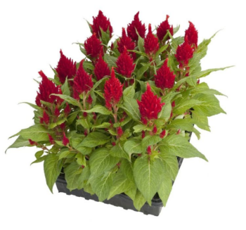 Alternative view of Horoz İbiği Tohumu ( Tüy Uzun Boylu ) - Kırmızı Renkli - 40 Tohum