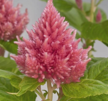 Alternative view of Horoz İbiği Tohumu ( Tüy Uzun Boylu ) - Pembe Renkli - 40 Tohum