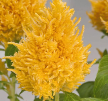 Alternative view of Horoz İbiği Tohumu ( Tüy Uzun Boylu ) - Sarı Renkli - 40 Tohum