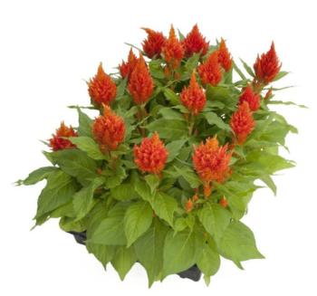 Alternative view of Horoz İbiği Tohumu ( Tüy Uzun Boylu ) - Turuncu Renkli - 40 Tohum