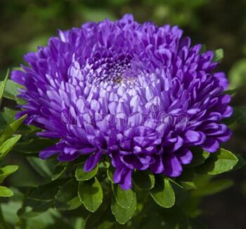 Aster Kasımpatı ( Krizantem ) Mavi Renkli - 20 Tohum