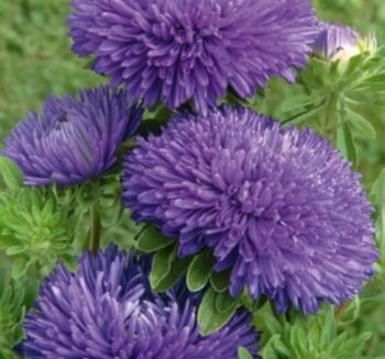 Alternative view of Aster Kasımpatı ( Krizantem ) Mavi Renkli - 20 Tohum