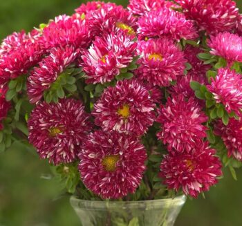 Alternative view of Aster Kasımpatı ( Krizantem ) Burgundy Renkli - 20 Tohum