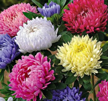Alternative view of Aster Kasımpatı ( Krizantem ) Karışık Renkli - 20 Tohum