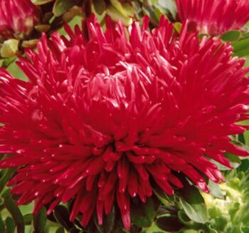 Alternative view of Aster Kasımpatı ( Krizantem ) Kırmızı Renkli - 20 Tohum