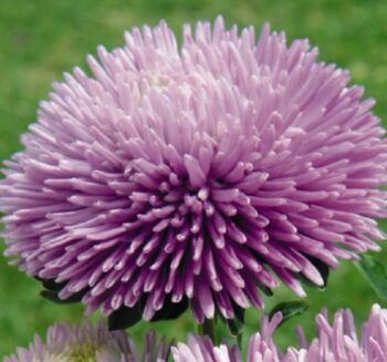 Alternative view of Aster Kasımpatı ( Krizantem ) Lavanta Renkli - 20 Tohum